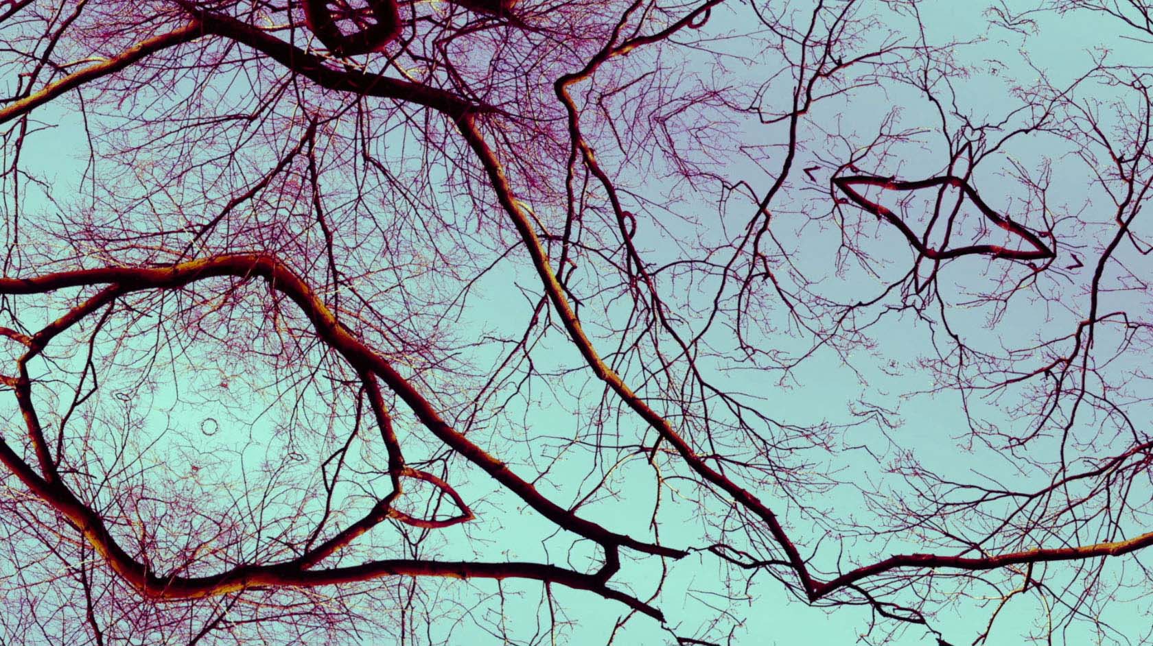 interwoven branches of trees in neon colors against blue sky
