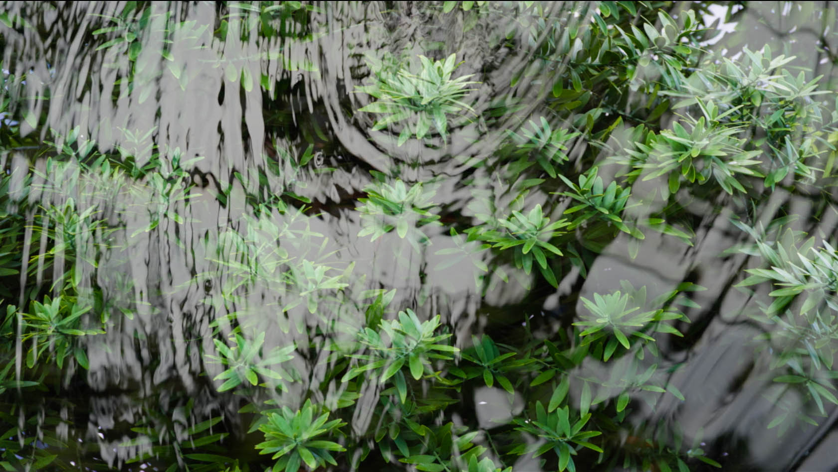 water flowing over green leaves from the live visuals Claudia HansenThe Canopy