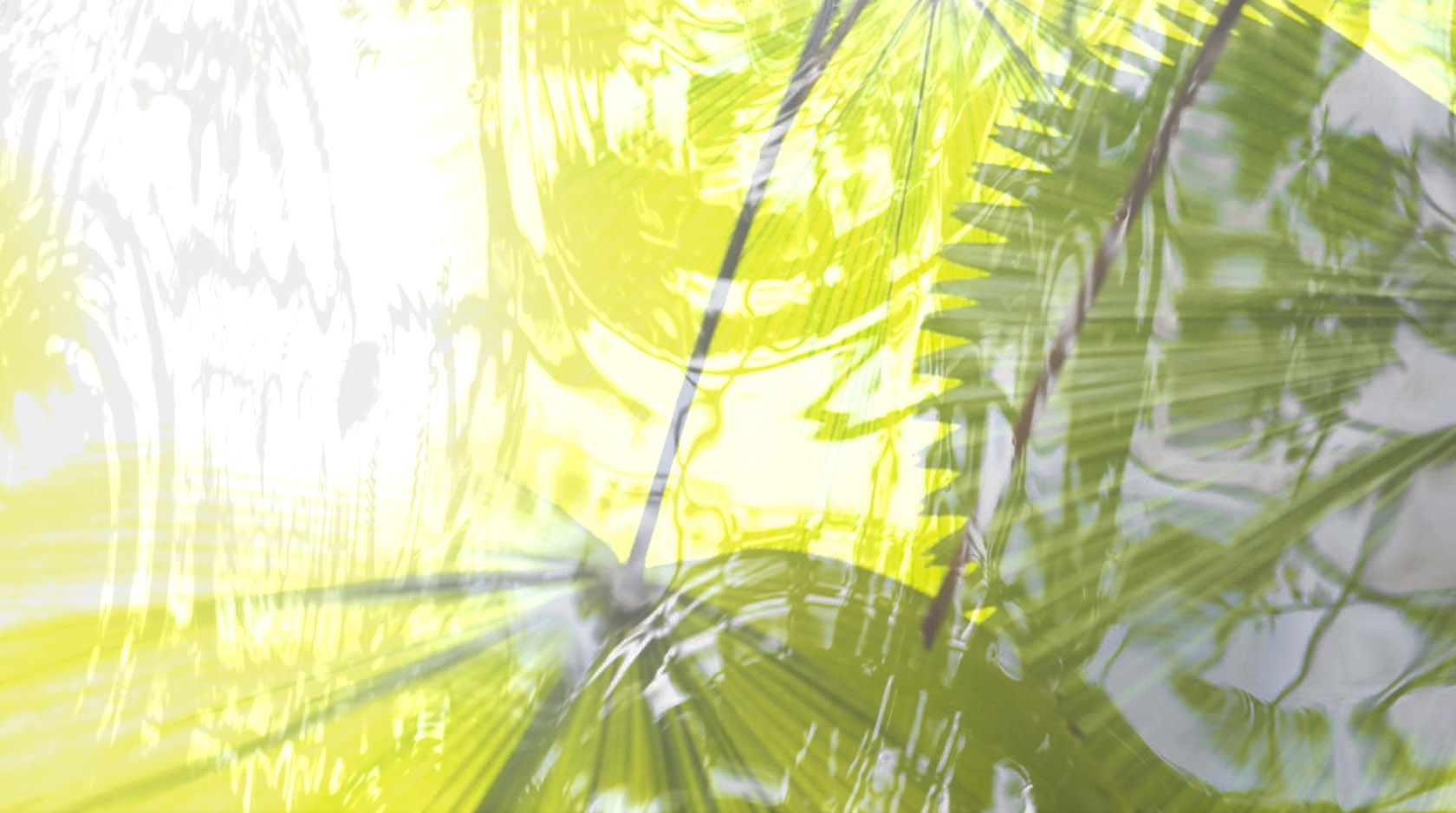 from Claudia Hansen live visuals The Canopy green palm leaf with water shadow