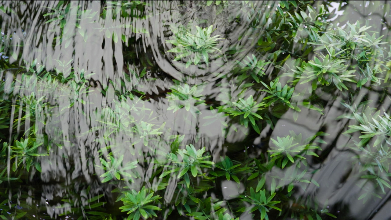 video still from The Canopy