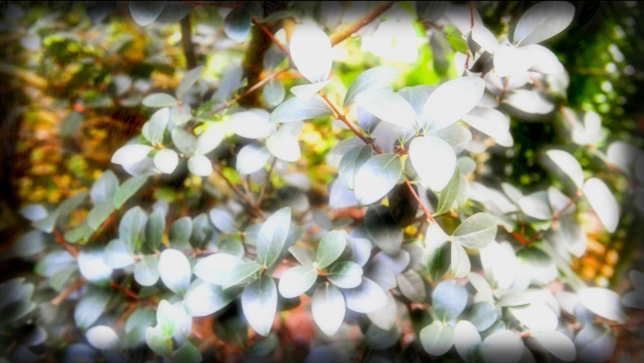 video still from The Canopy