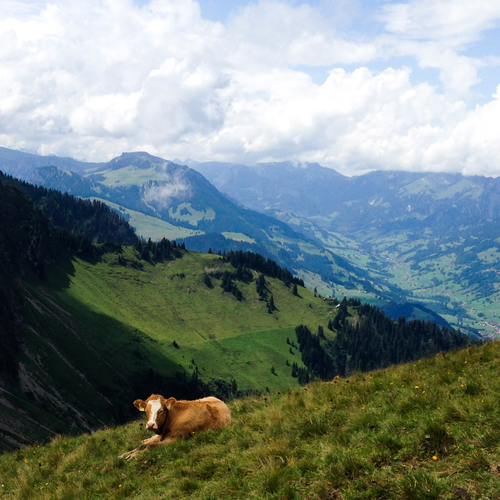 C - Calf On A Mountain