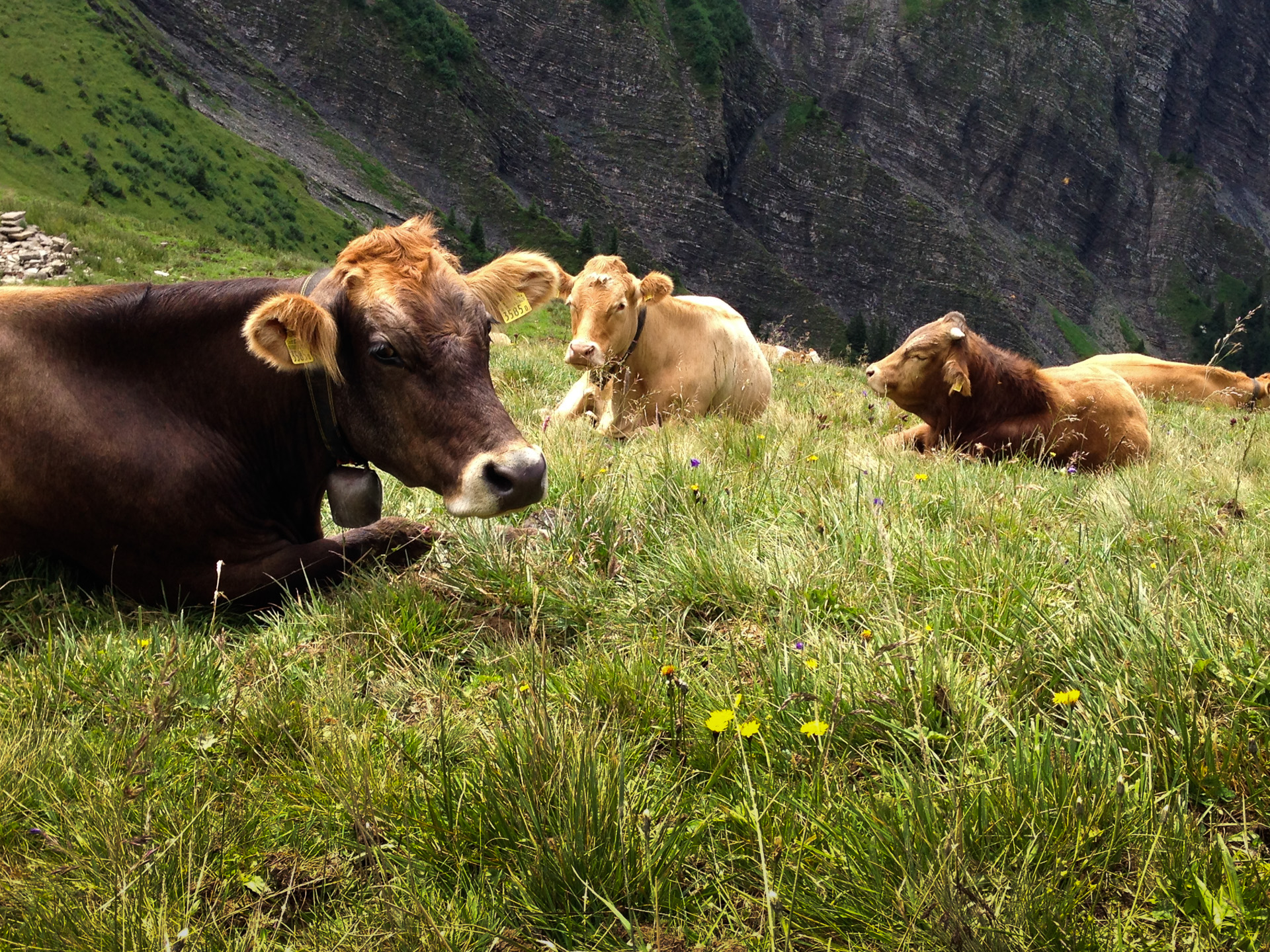 C - Cows On A Mountain