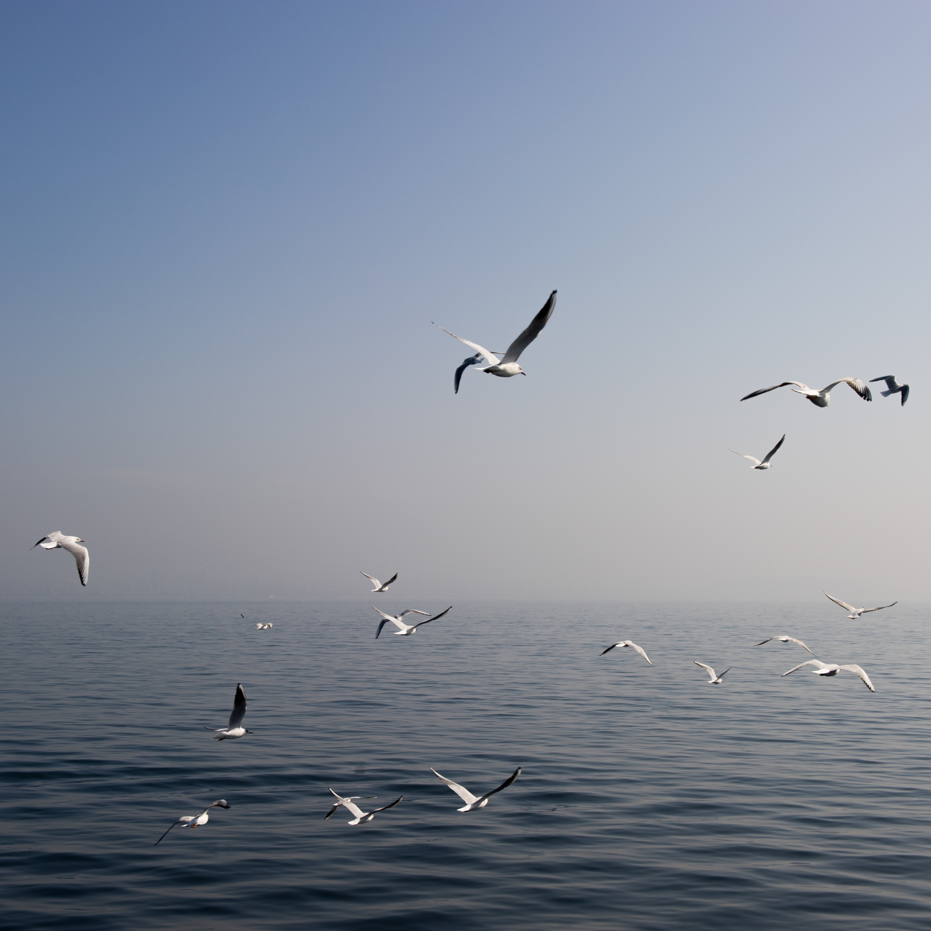 C - Seagulls At Sea