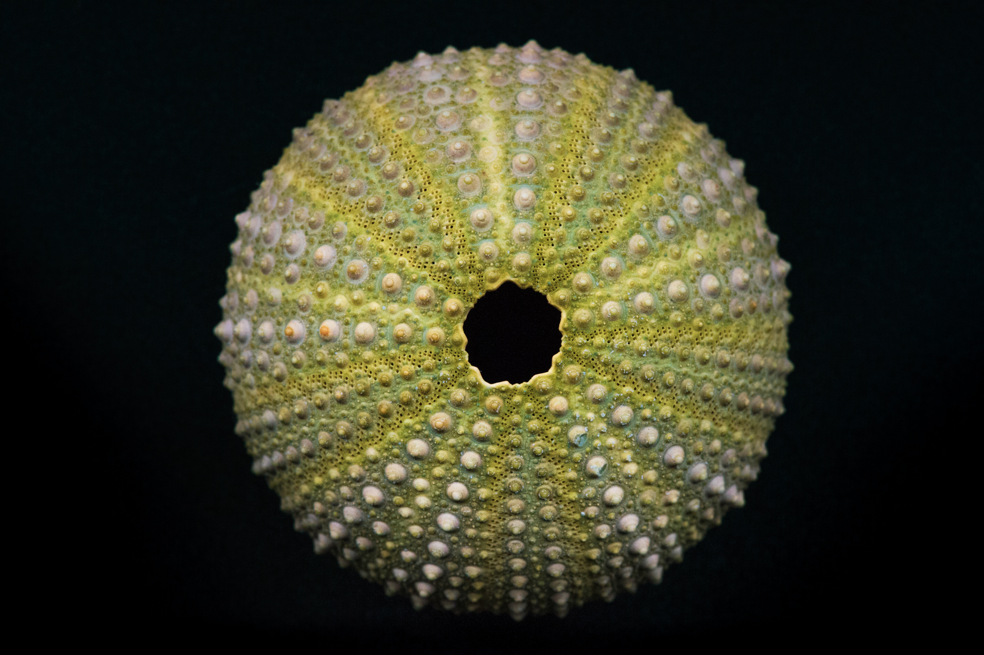 C - Abandonned Shell