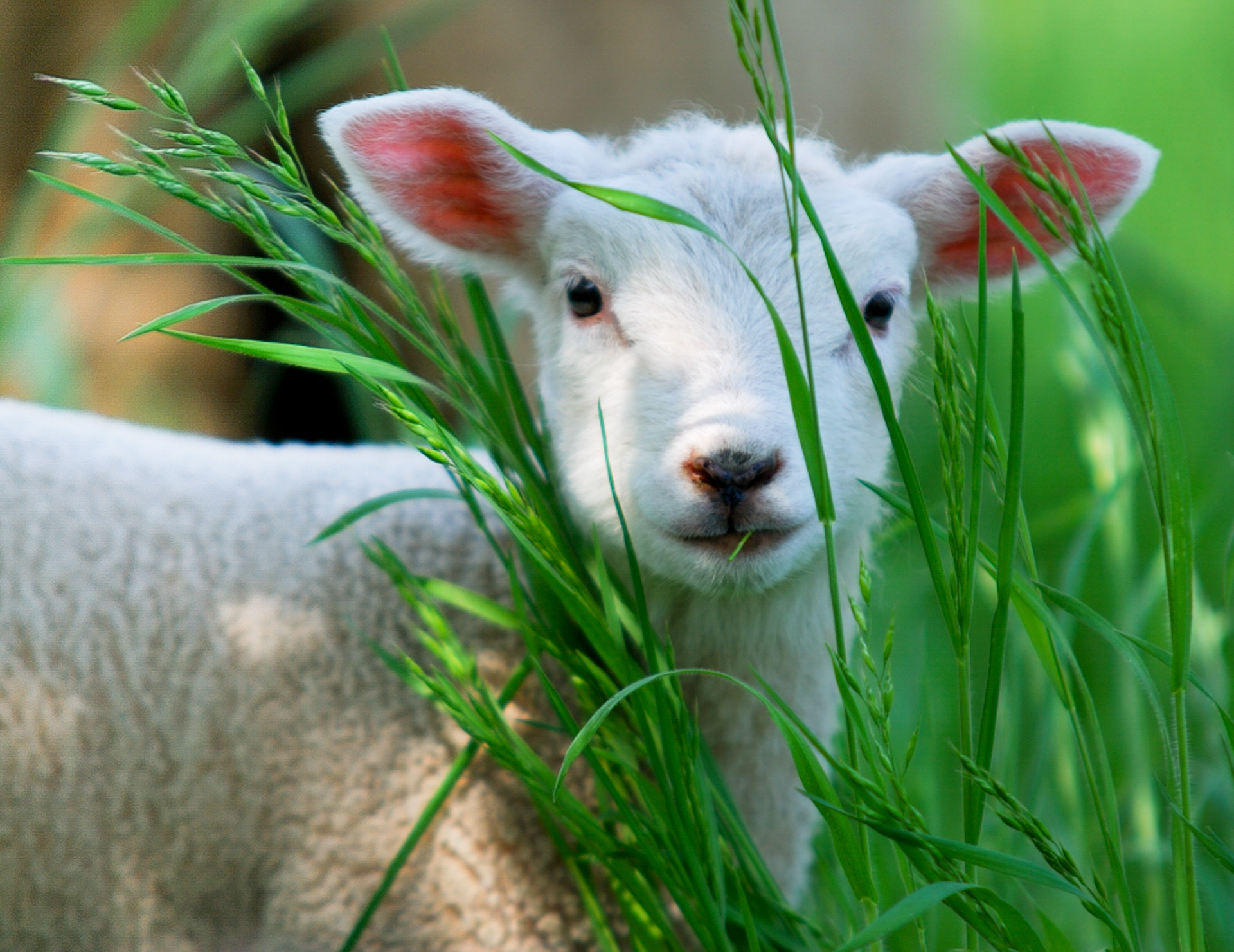 C - Lamb